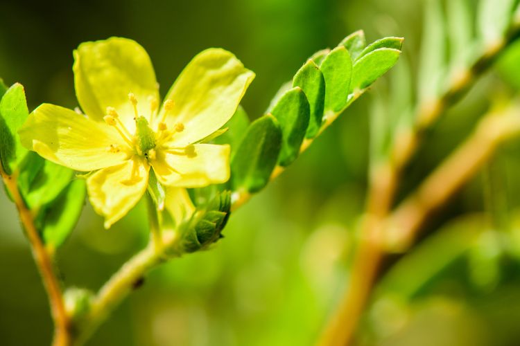 Tribulus terrestris