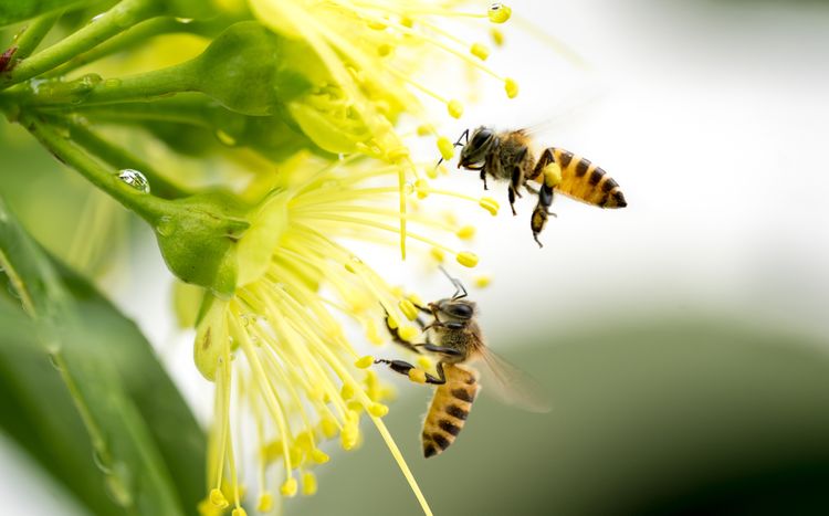 Včely sbírající pyl