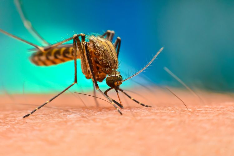 Účinné repelenty proti komárům