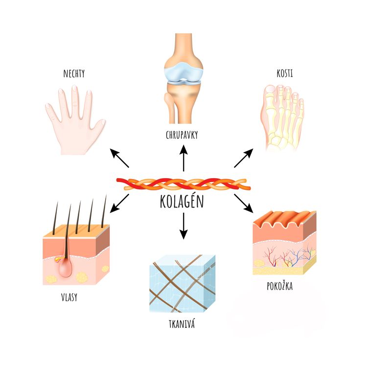 Kolagen a jeho účinky na organismus