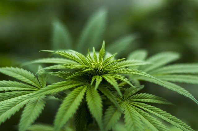 Listy rostliny Cannabis Sativa