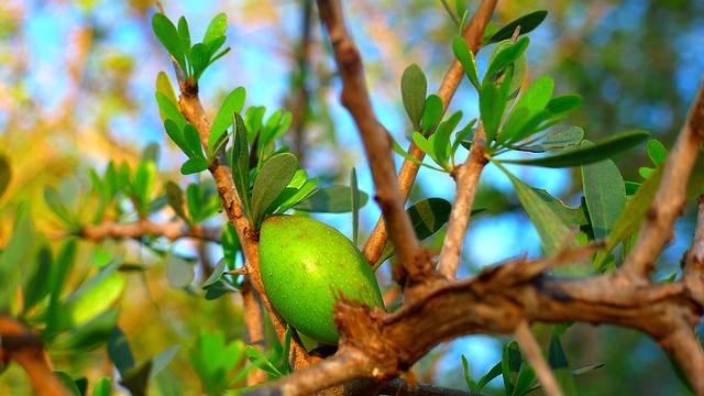 Plody Arganie trnité na výrobu arganového oleje