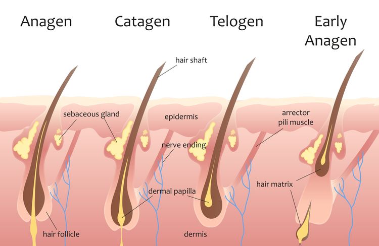 Růstový cyklus vlasu - jak rostou vlasy?