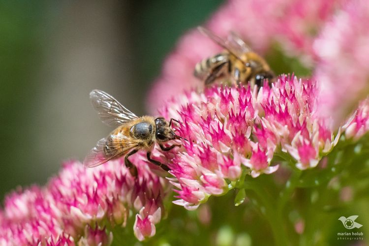Včela medonosná opyluje květ