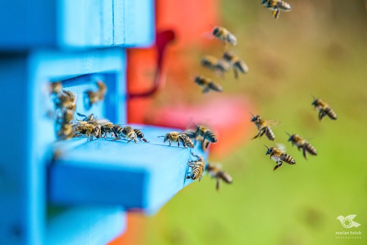 Včelky přilétávající do včelína