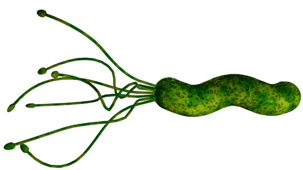 Helicobacter pylori v žaludku