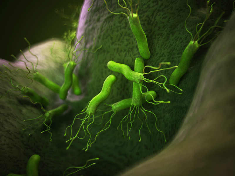 Bakterie Helicobacter pylori