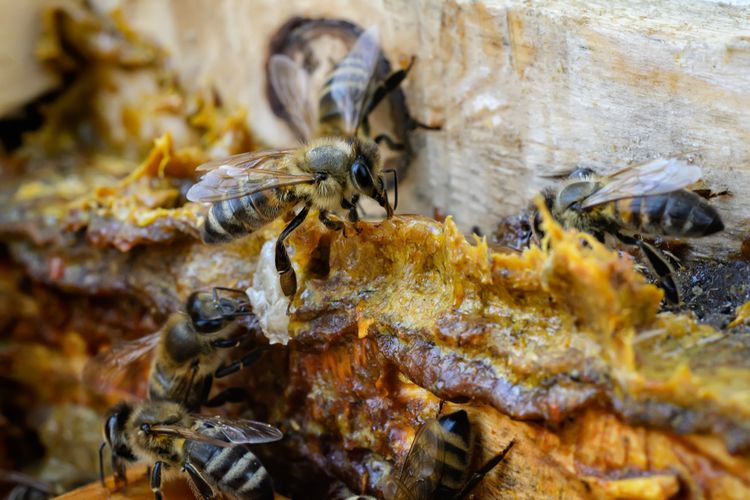 Včely vyrábějící propolis