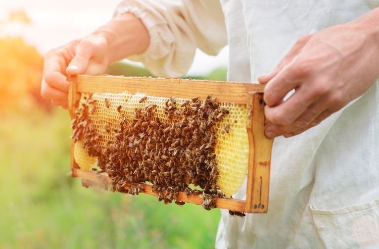 Včelař se včelami