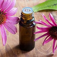 Echinacea - kapky, sirup či čaj. Přírodní lék na posílení imunity