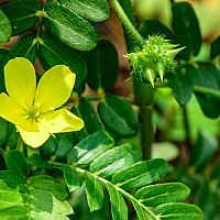 Kotvičník zemní (Tribulus terrestris) – přírodní afrodisiakum vhodné pro muže i ženy