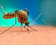 Co proti komárům venku? Nejúčinnější jsou repelenty proti komárům