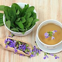 Šalvěj lékařská – tinktura i olej má účinky na vlasy, hrdlo i rány