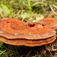 Reishi houby - účinky a zkušenosti. Káva, kapsle, prášek či tablety?