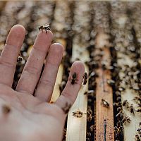 Marian Holub: Když se člověk o včely stará s láskou, včely mu to oplatí