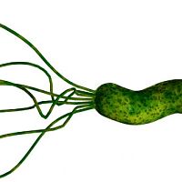 Helicobacter pylori – příznaky. Udělejte si test, léčba je komplikovaná
