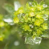 Kontryhel před porodem v těhotenství, ale i po potratu. Tinkturu nabízí i lékárna